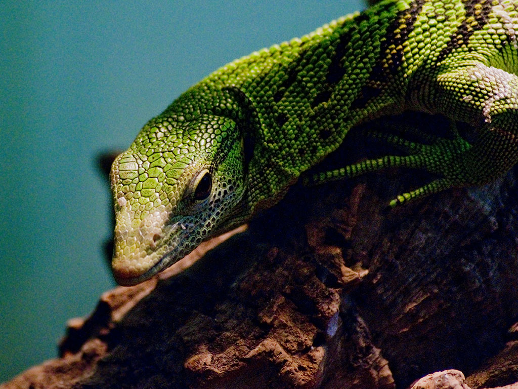 Bristol Zoo Photo