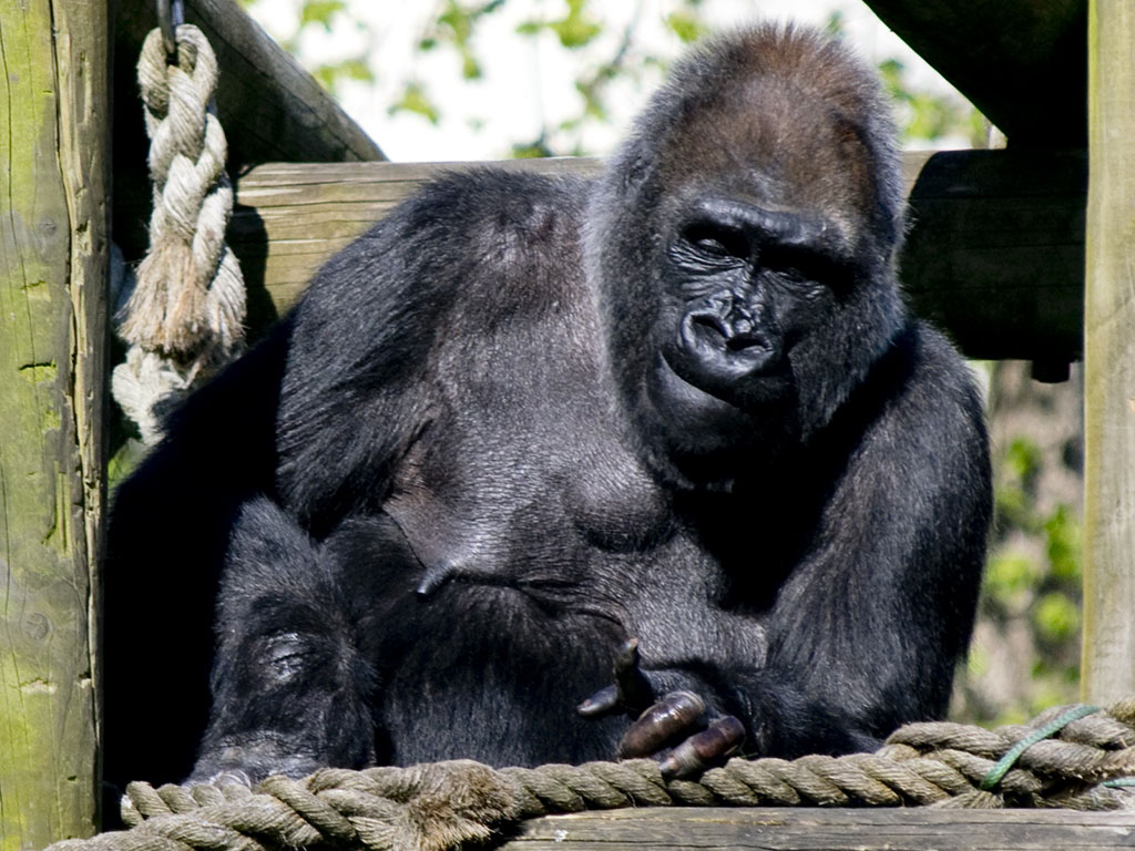 Bristol Zoo Photo