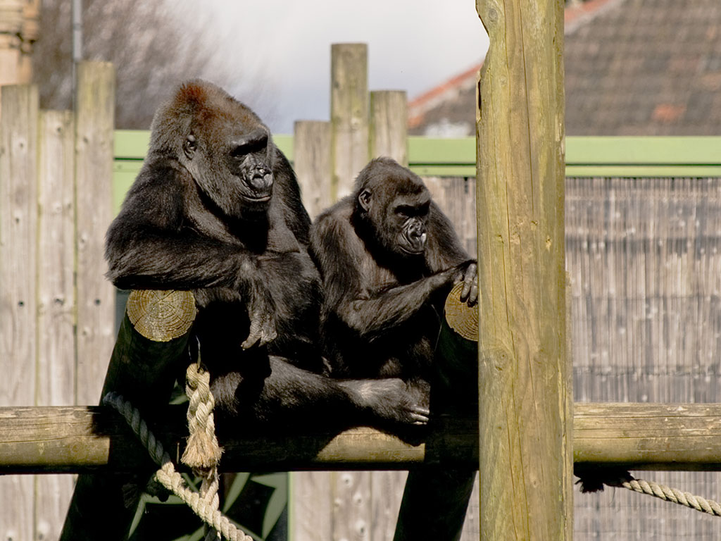 Bristol Zoo Photo