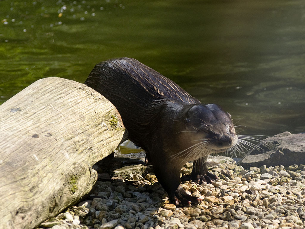 Bristol Zoo Photo