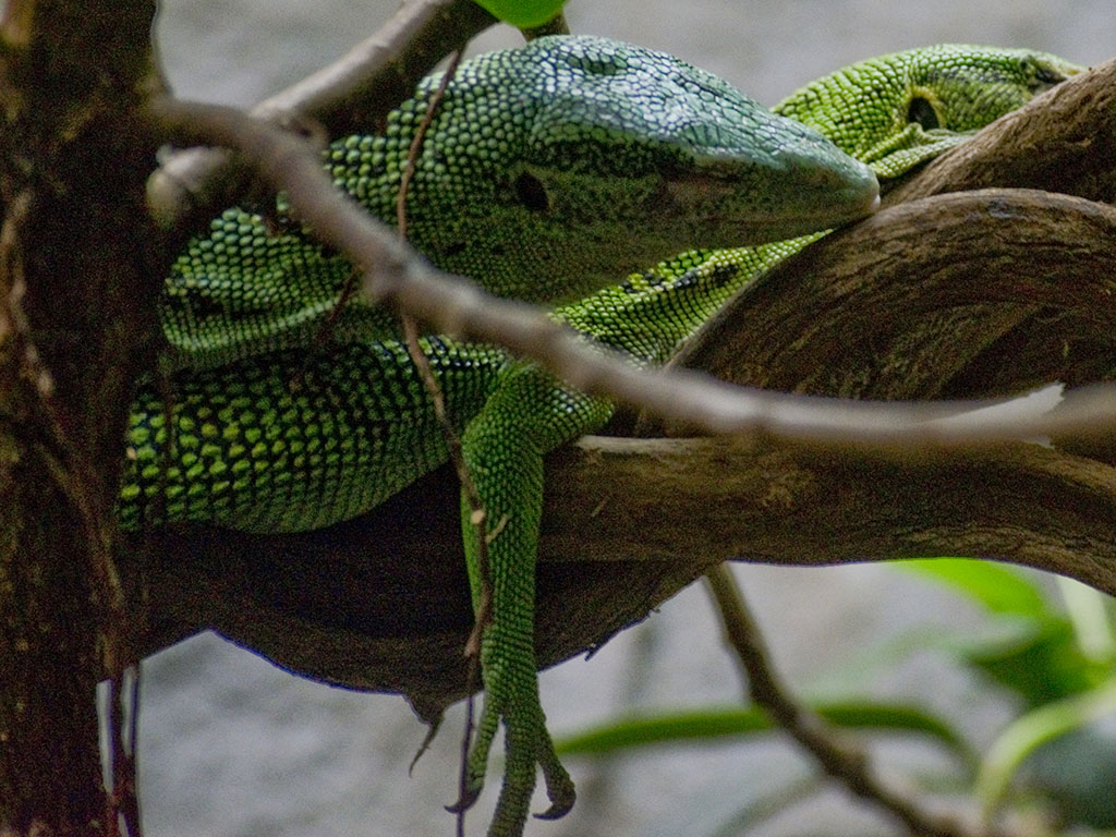 Bristol Zoo Photo