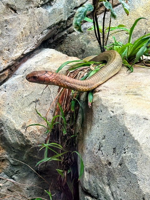 Snake at London Zoo